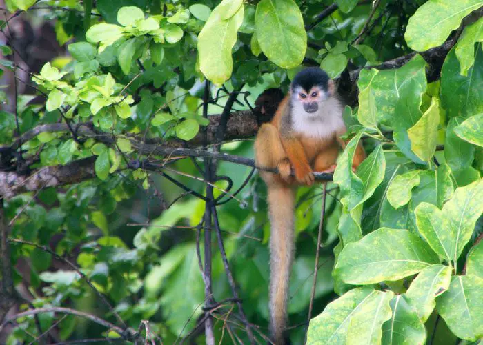 Deputies Will Vote this Month the New Costa Rica Wildlife Act