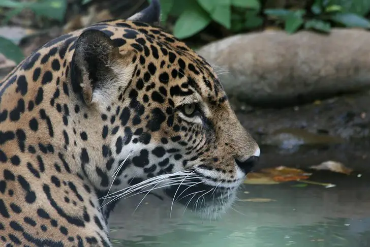 Costa Rica Looks to Become First Latin American Country to Ban Hunting for Sport