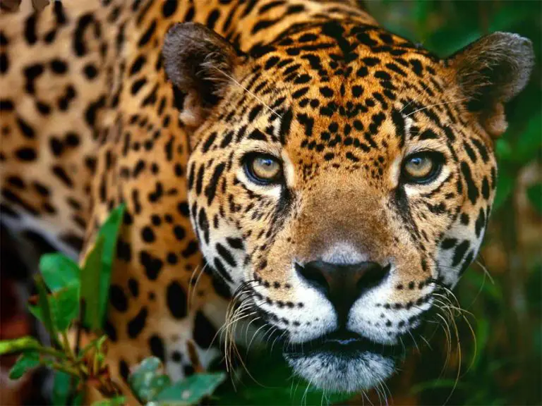 Protecting the Mystical Jaguar