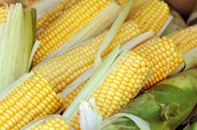 Fighting Transgenic Corn in Costa Rica Continues Despite Endorsement