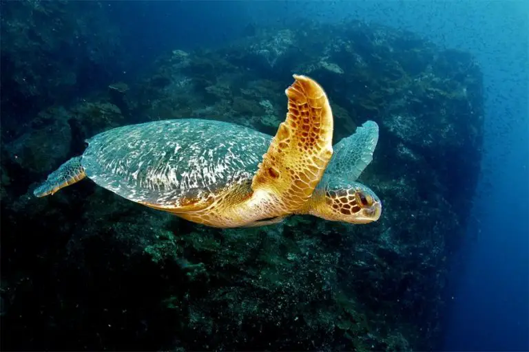 Costa Rica Investigates Deaths of 280 Sea Turtles