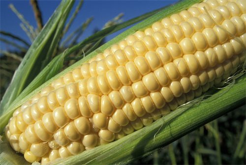 Decision on Genetically Modified Corn in Costa Rica Next Week