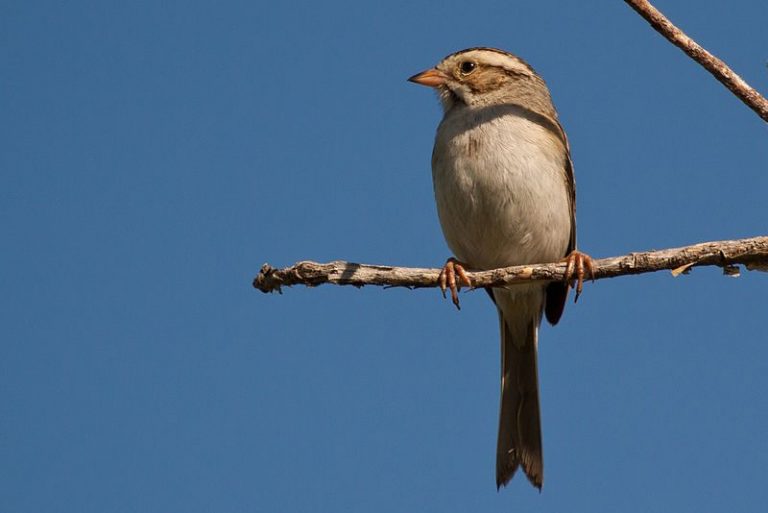 Costa Rica Registers New Bird Species