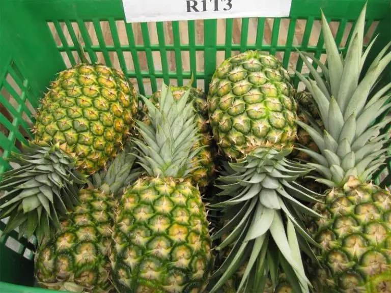 Work in Order to Restrict Herbicide used in Pineapple Industry