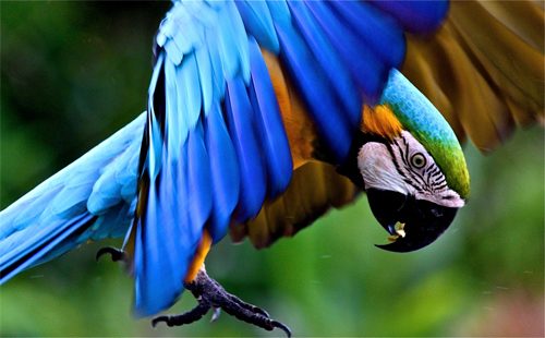 Costa Rica to Create Virtual Atlas of its Rich Biodiversity
