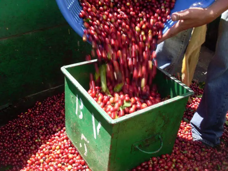 Costa Rica Imports 74% Less Coffee for Domestic Consumption