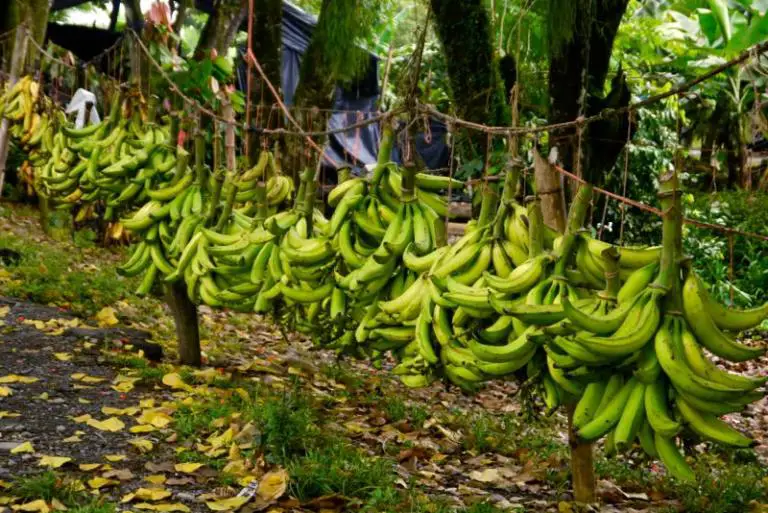 Costa Rica Banana Industry Working Towards 2021 Carbon Neutral Goal