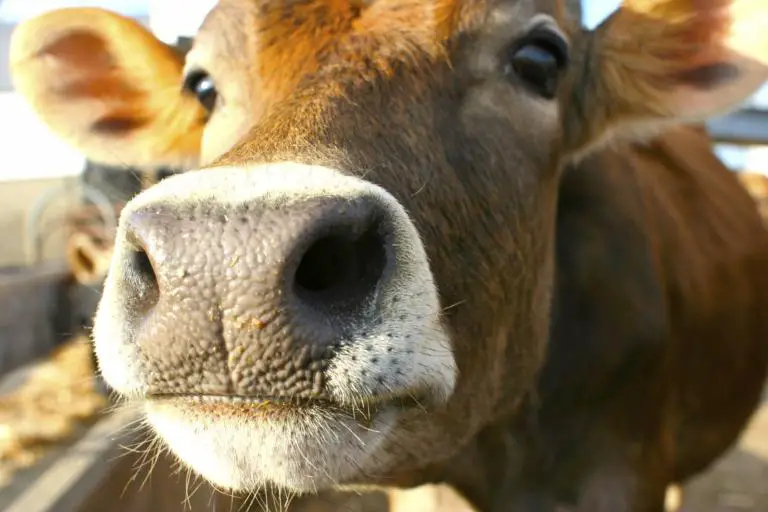 Costa Rica Certified a Controlled Risk for Mad Cow Disease