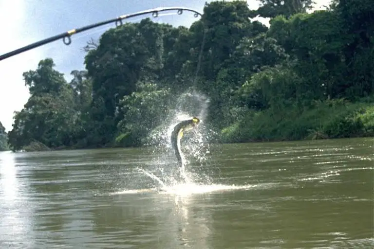 Costa Rica Fisheries In Danger