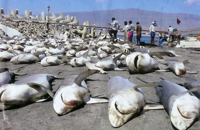Shark Fin Poaching Decreasing Shark Population in Costa Rica