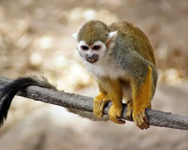 Costa Rica: The Only Country in the World that is Home to the Spider-Squirrel Monkey