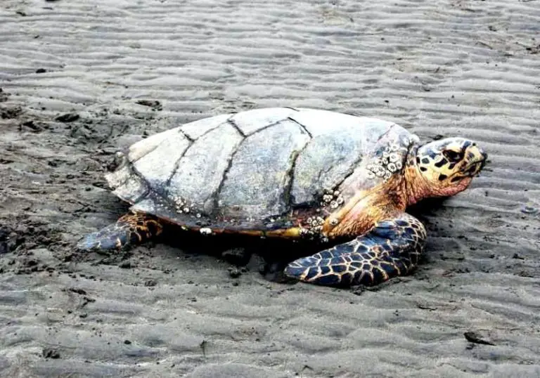 Return of Hawksbill Sea Turtles