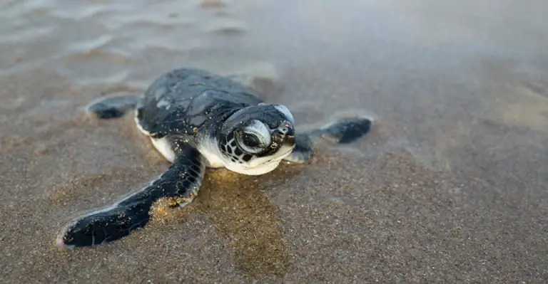 Costa Rica’s Guanacaste Conservation Area releases green turtle nesting stats
