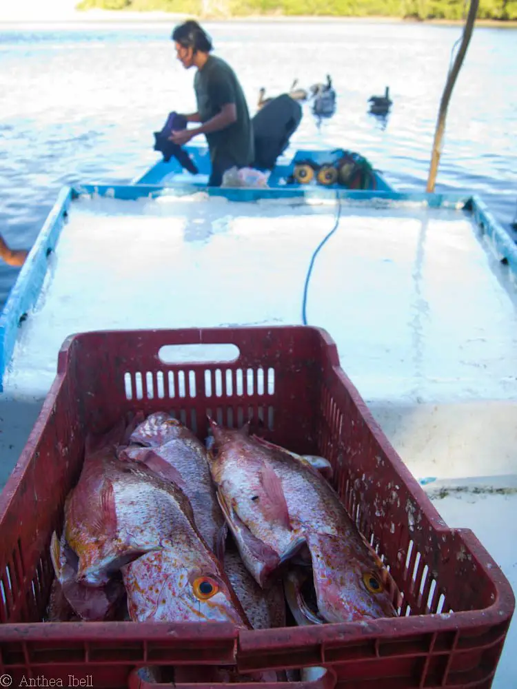 Costa Rica Sustainable Fishing Areas Seek Partners for Development