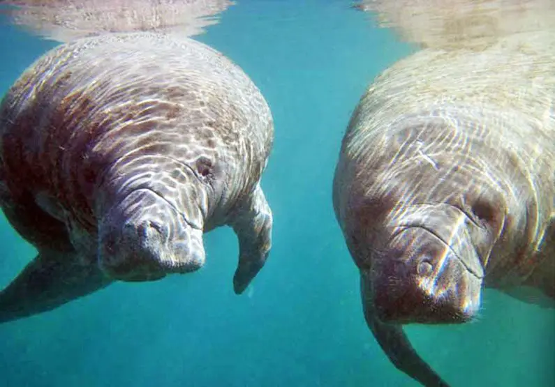 Study Reveals Costa Rica Harbors More Manatees