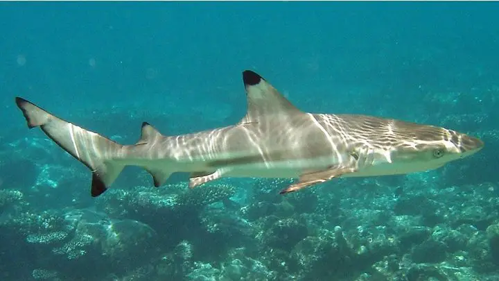 Costa Rica Strengthens Protection Regulations for Sharks and Rays