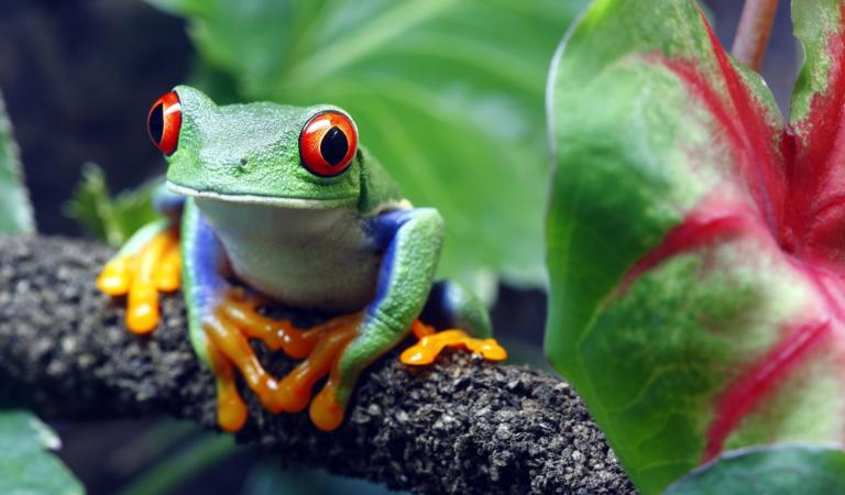 Costa Rican Protected Areas Need Improvement to Ensure Biodiversity
