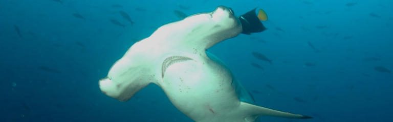 Costa Rica Receives International Shark Guardian 2013 Award