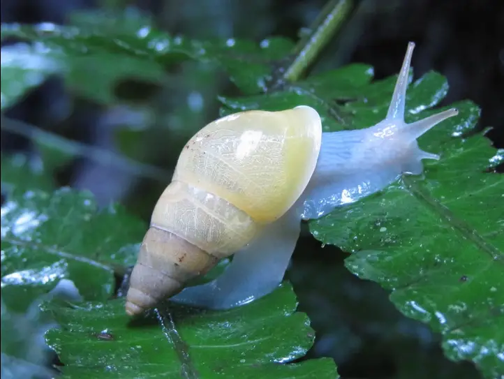 New Species of Mollusk on Costa Rica’s Cocos Island