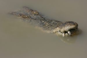 Alerts on Social Media Allows Relocation of a Crocodile in Manuel Antonio