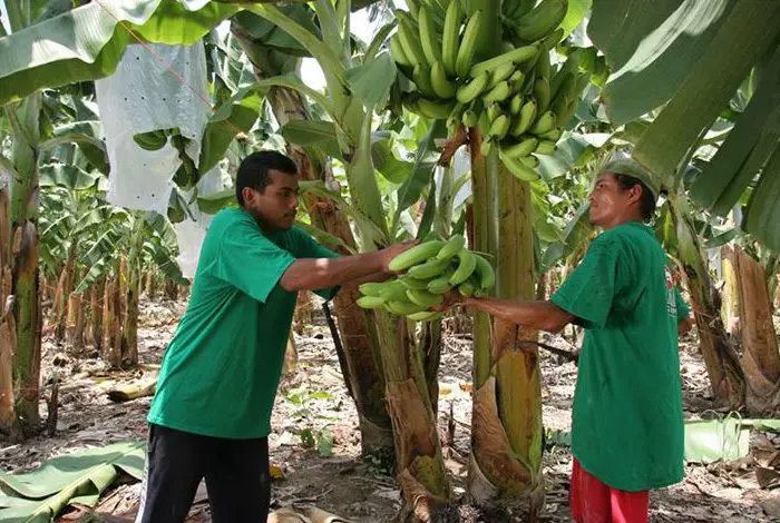 Banana Growers to Attend International Conference in San Jose Next Week
