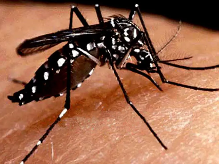 Costa Rica Records 1,262 Cases of Dengue for 2014