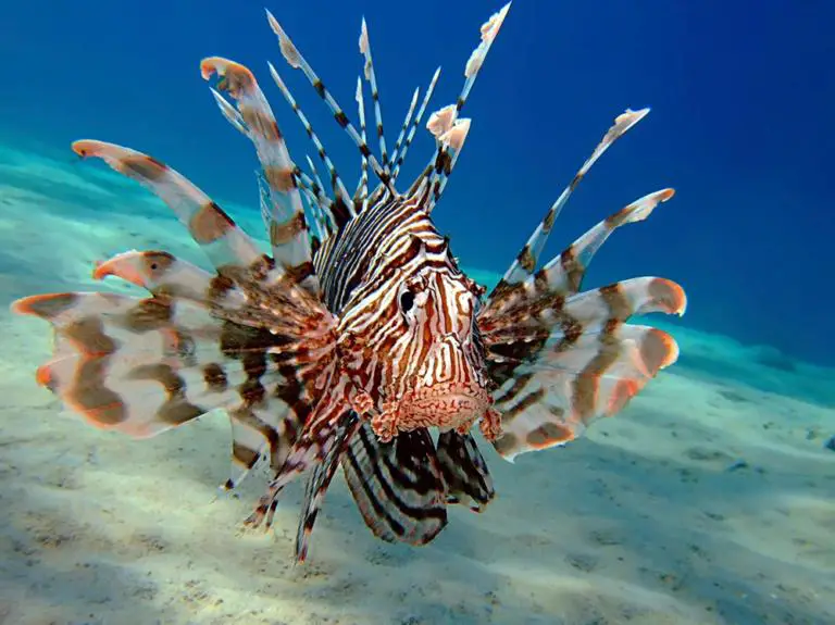 Costa Rica Combats the Lionfish in the Caribbean Alongside Mexico￼