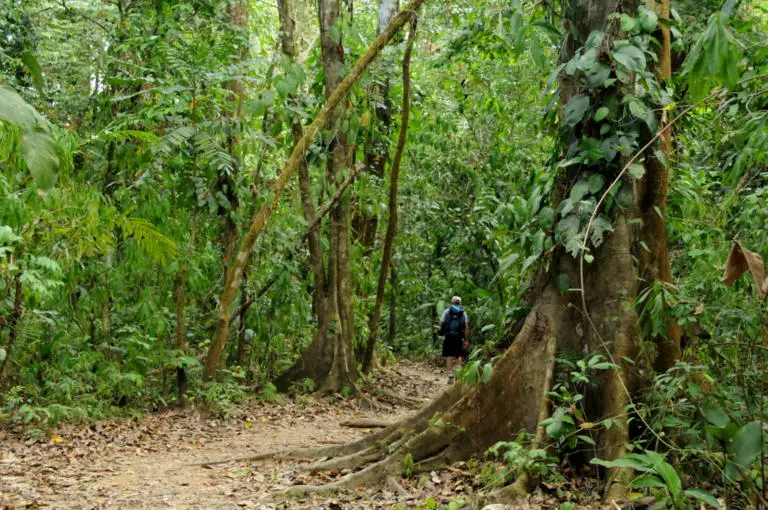 Corcovado Park in Costa Rica is the home of 2.5% of the World’s Biodiversity