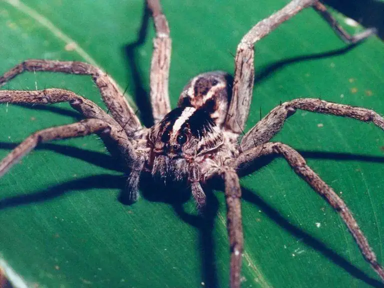 Guinness Declares Costa Rican Spider the Most Poisonous in the World