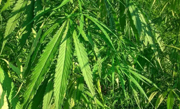 Was there Progress in Costa Rica with Regards to Hemp and Cannabis during 2020?