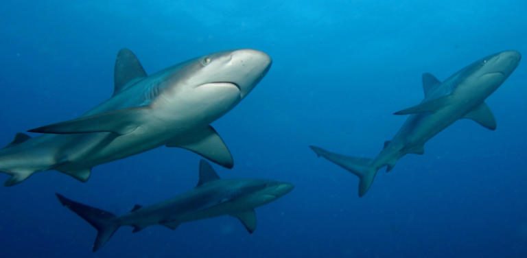 Intensive International Trade Regulations on Sharks and Stingrays Began This Week