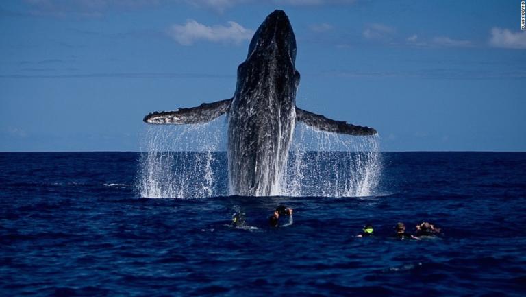 Live the Adventure of Whale Watching in Costa Rica