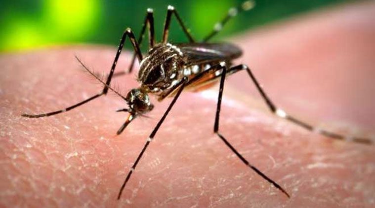 Dengue Cases Decreased by 65.6% in Costa Rica
