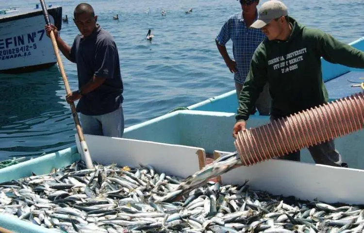 Golfos Fisherman Receive Top Notch Fish Prep Center