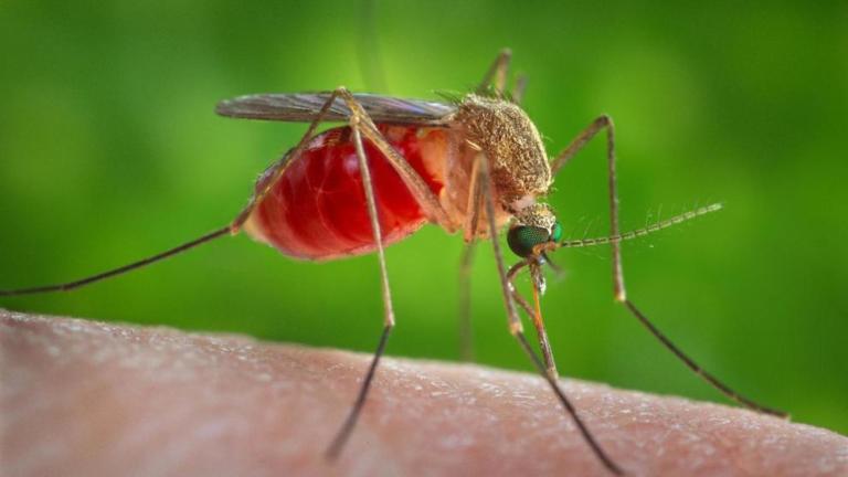 Chikungunya Virus Under Control in Chomes But New Cases are Popping Up in Surrounding Communities