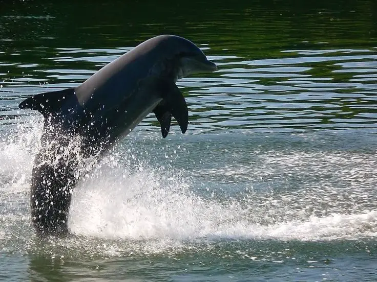 Phenomenal Footage of Huge Dolphin Pod Captured Near Drake Bay