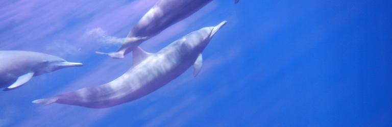 Discovering New Depths with Divine Dolphins