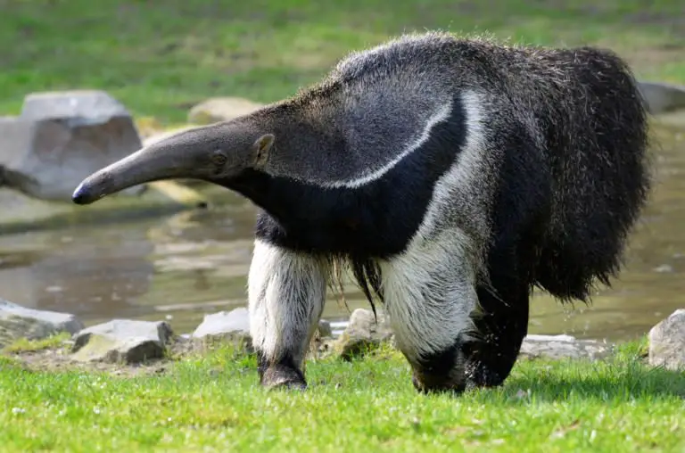 Brutalized Anteater Saved by Costa Rican Firefighters