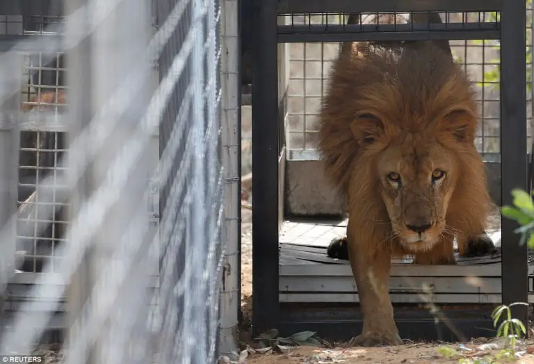Chilean Safari Park Rescues Abused Circus Animals and Gives Them a Permanent Home