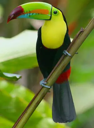 Toucan