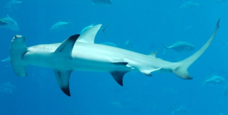 Costa Rican Environmentalists Achieve Goal: No More Hammerhead Shark Fin Exports