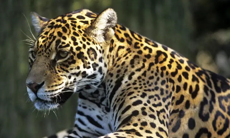 Jaguar Tops Endangered Species Lists Throughout the Americas