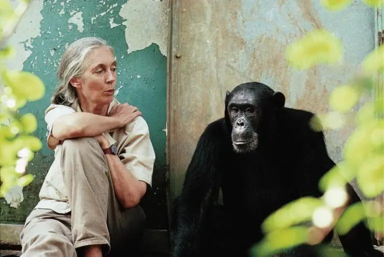 An Interview With Dr. Jane Goodall: Personal Tales of Costa Rica
