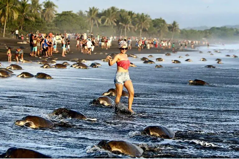 Hundreds of Turtles Arrive in Ostional