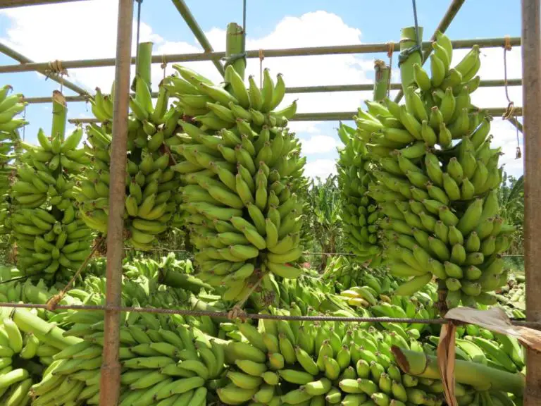 Why You Should Eat More of Costa Rica’s Award-Winning Bananas