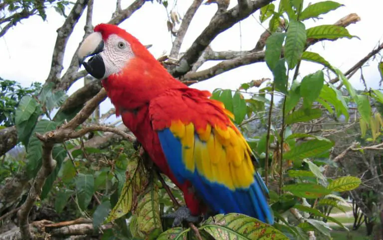 Bird Song of Costa Rica