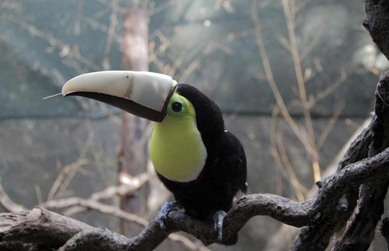 Costa Rican Toucan Gets New Lease on Life Thanks to 3-D Printing