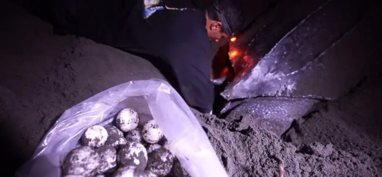 Coast Guard rescued 3,000 leatherback eggs in Limón