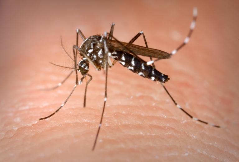 Myths and realities about mosquito bites