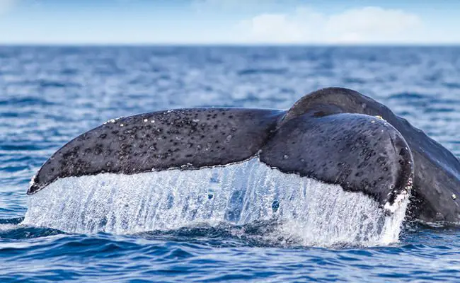 New Species of Whale Discovered in Bering Sea